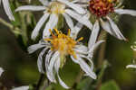 Pine barren whitetop aster